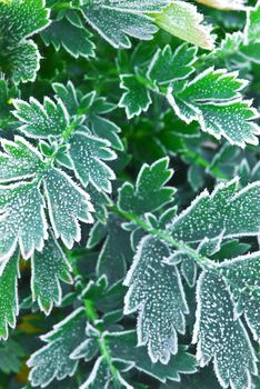 Macro of frosty plant leaves in late fall