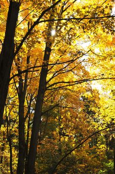 Group of colorful trees in autumn forest