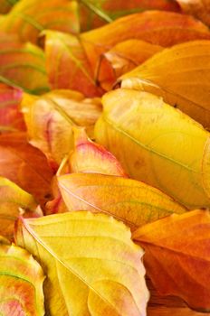 Colorful fall background of arranged autumn leaves