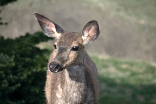 Young doe deer up close captured at Hurricane Ridge in Washington State.