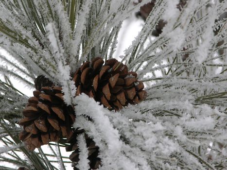 cluster of pine cones on a snowy pine bough
