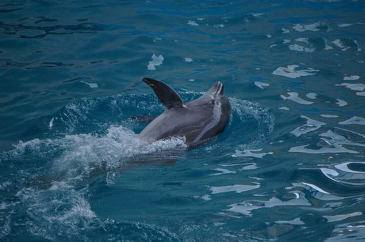 photo of the dolphin swimming in pool