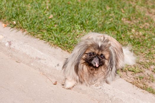 Old pekingese lying on curb 
