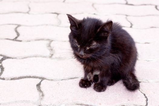 pitiful black kitten sitting on the brick
