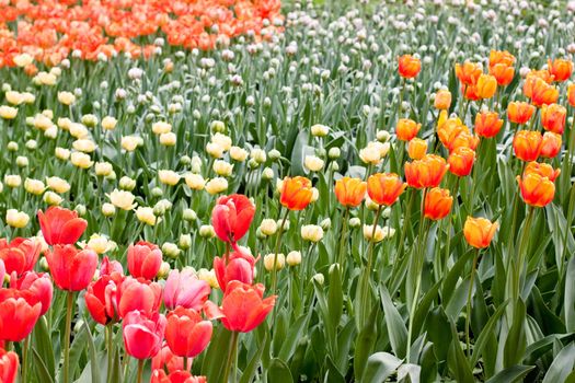 orange, red and white tulips on green
