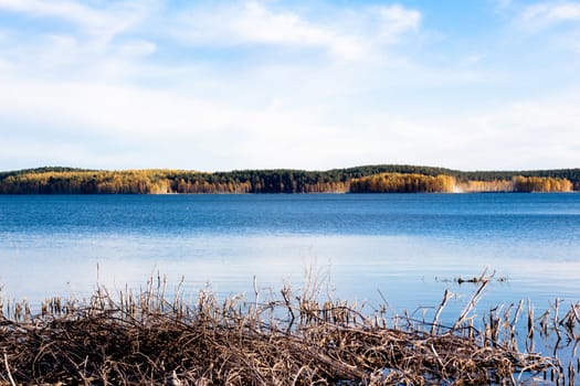 lake with yellow trees, blue sky and lifeless branches in water  
