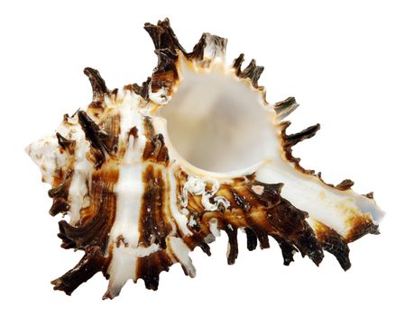 Isolated Sheashell on White