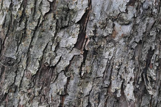 Texture of Old Dry Tree (Apple-tree) Bark