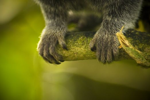 Close up view of a monkey's paws on a broken branch with a green background