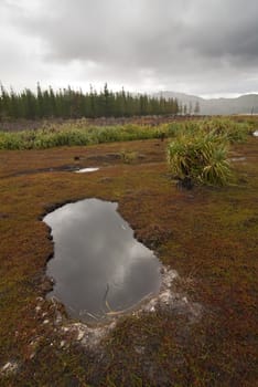 Landscape of a grassy valley with trees and clouds with a pulle in the foreground