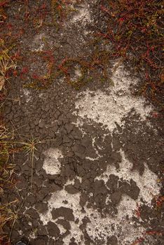 Cracked ground texture with plants starting to cover it