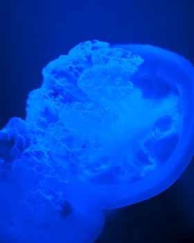 Single blue jellyfish with dark waters