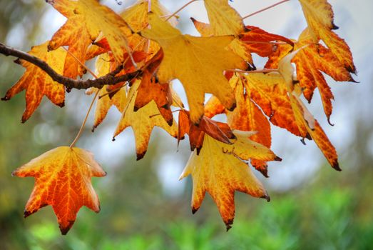 Leaves, Fall in Tuscany, Italy