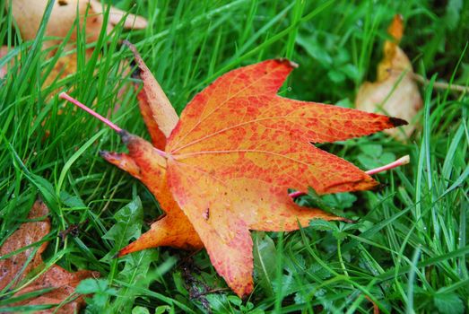 Leaves, Fall in Tuscany, Italy