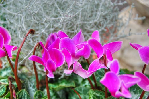 Flowers, Tuscany, Italy