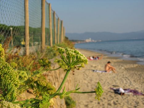 Flowers on the Coast, Tuscany, Italy