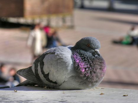Pigeon in Siena, Tuscany, Italy in February