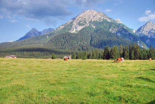 Meadows of the Dolomites, Italy in Summer