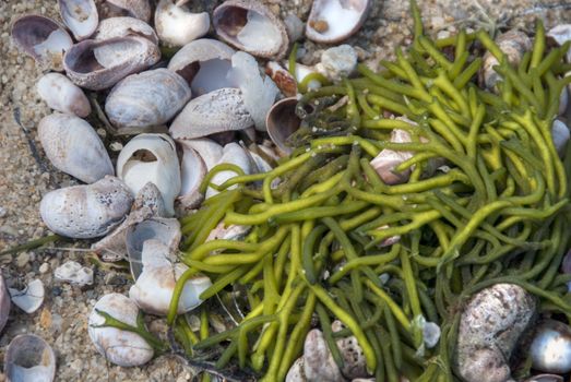 Algae and Shells in Nantucket, Massachusetts, August 2008