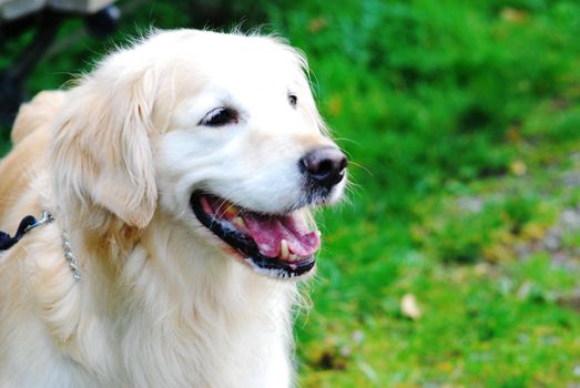 A happy golden retriever dog in the park