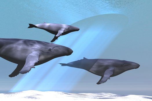 Two adult Humpback whales escort a baby calf in clear blue seas.