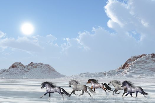 A herd of wild horses run in the snows of a bright winter day.