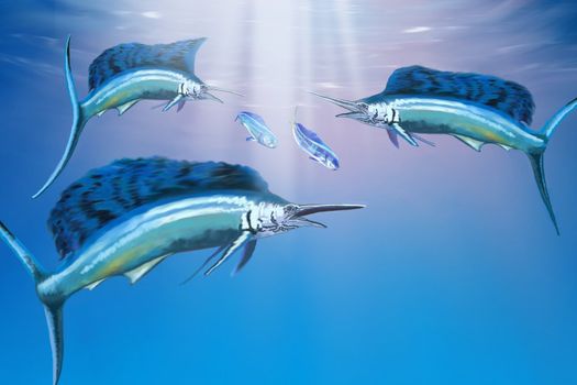 Three sailfish hunt for their prey.