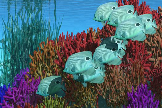 A group of butterfly fish swim over a coral reef.