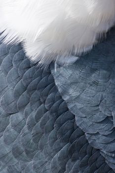 Animal backgrounds - Feathers on a Marabou stork