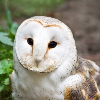 Portrait of Barn owl or Church owl - square cropped image