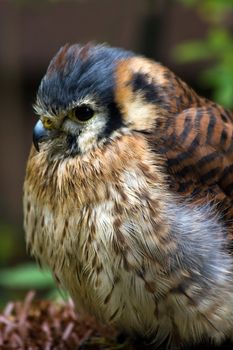 American kestrel or Sparrow hawk - vertical image