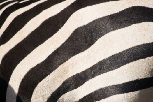 Animal backgrounds - Black and white stripes on a zebra 