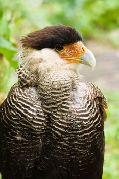 Portrait of Caracara in side angle view - vertical image