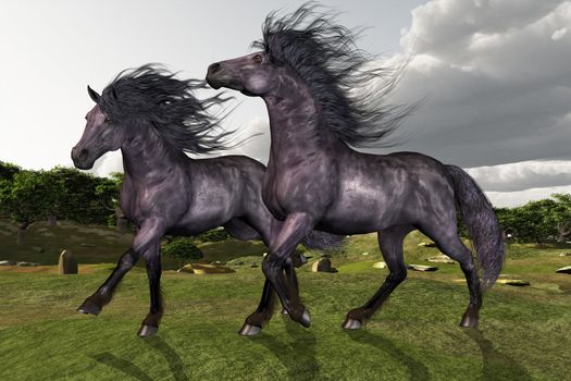 Two Friesian stallions run in green fields and hills.