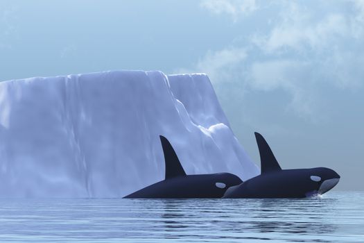 Two Killer Whales swim near an iceberg in the Arctic Ocean.