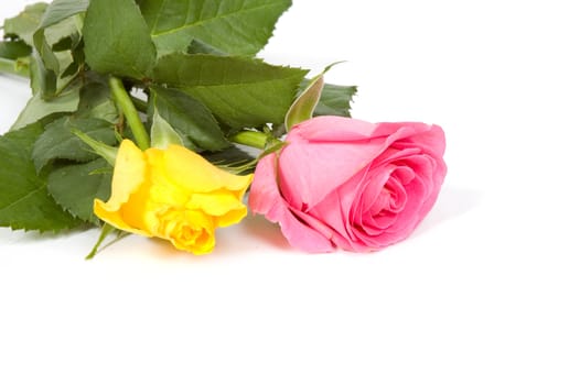 pink and yellow rose with copy-space on white
