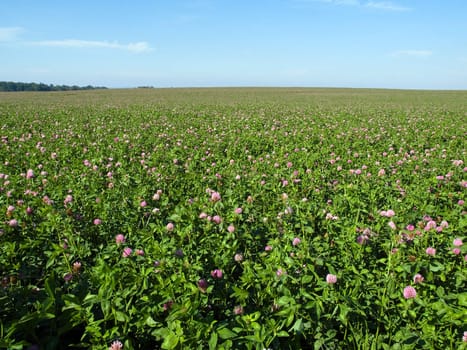 Flowers field at nice sunny summer day with blue sky background