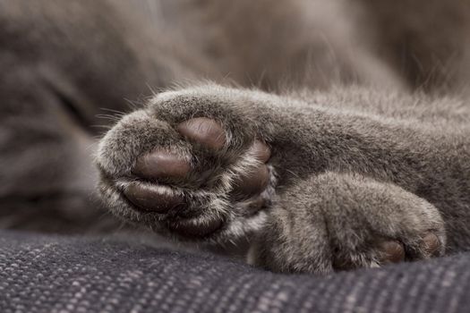 sleepy gray cat on a sofa