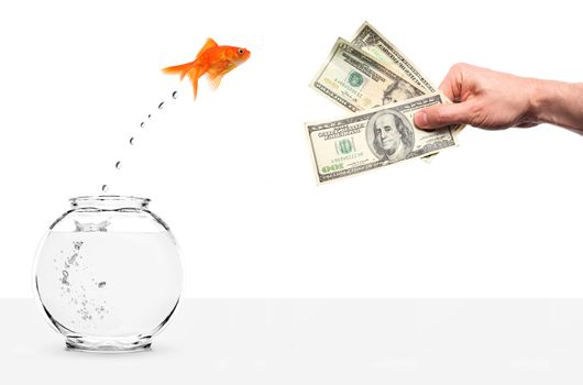 goldfish jumping out of fishbowl lured by money isolated on white