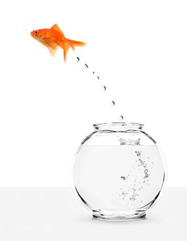 goldfish escaping from fishbowl isolated on white background