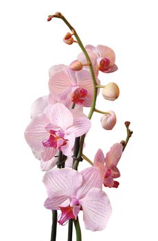 Orchidea Flower White, pink and violet, isolated on white