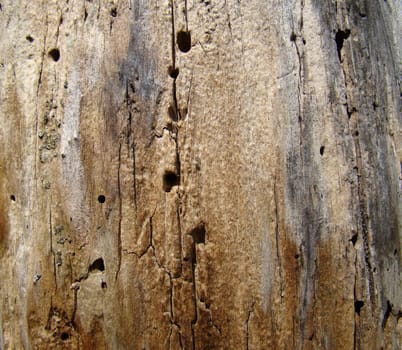 Detail of an old strain of dry poplar