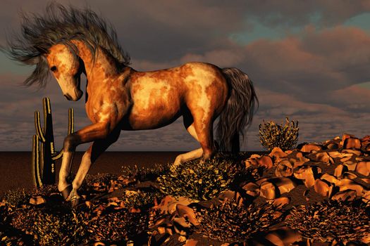 A wild paint horse runs down a rocky hill in the desert.