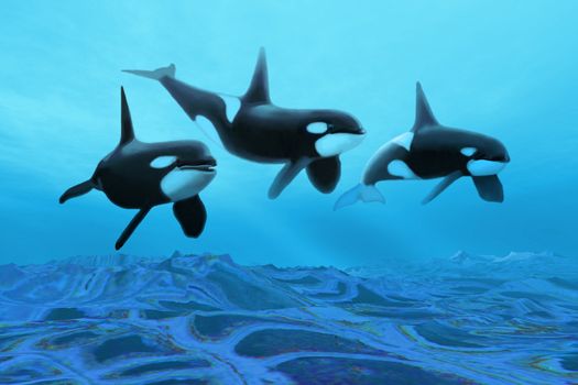 Three male Killer Whales swim over ancient fossil beds.
