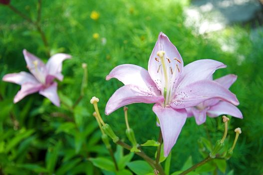 A Colorado garden shines with purple flowers everywhere.