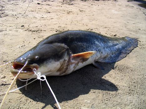 Huge catfish caught in the Volga River