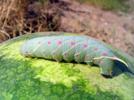 Giant caterpillar sitting on a large watermelon