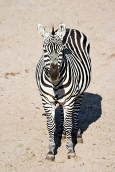 Zebra standing on sand - vertical image