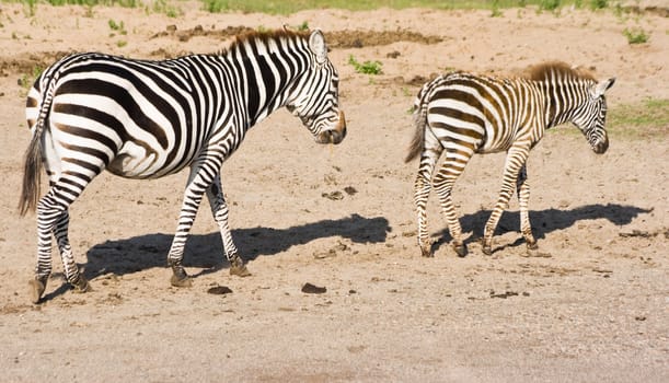 Couple of zebras, a mother and her foal,  passing by 