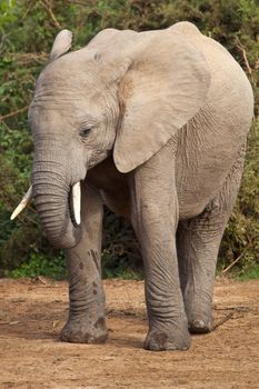 Portrait of a young elephant in the African bush